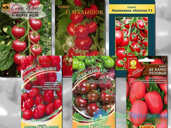 Помидоры коктейльного типа — томат Форте Розе F1: описание сорта и особенности его выращивания