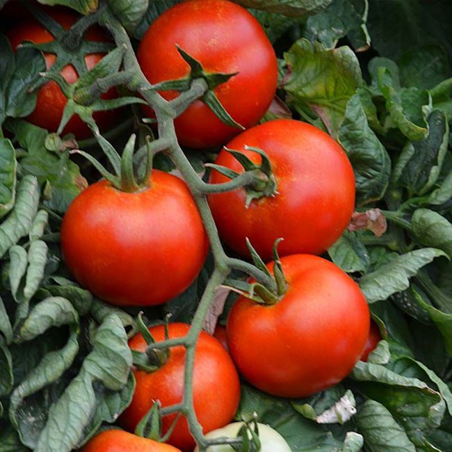 Томаты «самых лучших правил». Гибридные сорта томатов