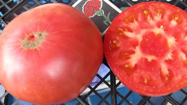 Выращиваем томат «Царский подарок» поэтапно, начиная с рассады и заканчивая сбором обильного урожая