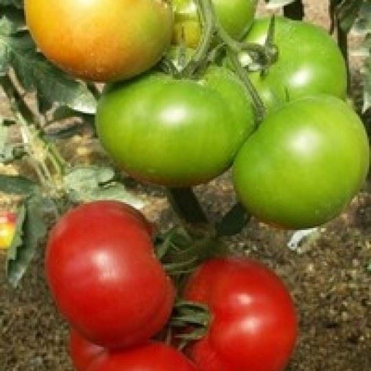 Томат Ягуар F1: отзывы об урожайности, характеристика и описание сорта, фото куста