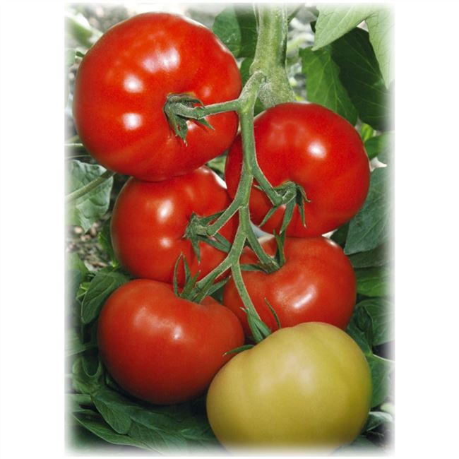 Крупноплодные томаты Якиманка. Отзыв и опыт Вологодского ком…