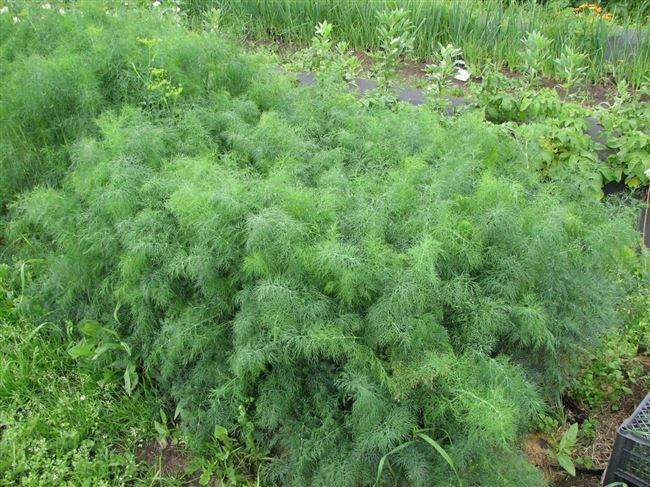 Надёжный и верный сорт, один из самых распространённых на огородных грядках. Среднеспелый. Лист средней длины, тёмно-зелёный, среднерассечённый, с восковым налётом. Растение в фазе цветения высотой 110-150 см, раскидистое, среднеоблиственное, зонтик сред