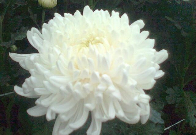 Хризантема Chrysanthemum Regina White
