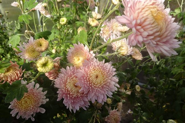 Розовые хризантемы: значение, фото и описание