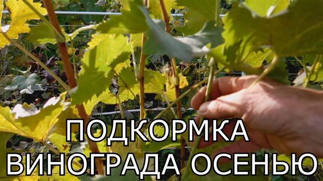 Чем подкормить виноград осенью?