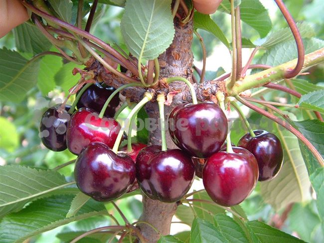 Дивный Сад — ПОДБОРКА десертных, крупноплодных и сладких сортов вишни Россошанской селекции