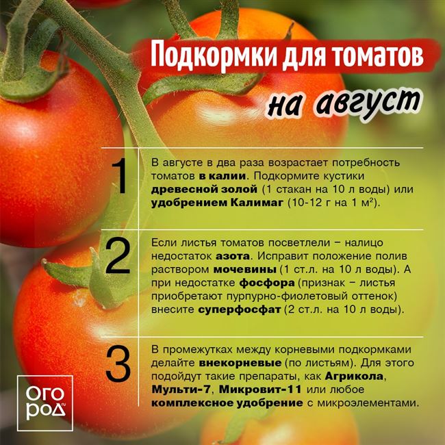 Чем подкармливать помидоры: способы повышения урожайности