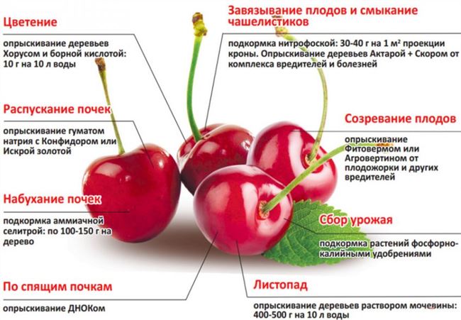 Схемы подкормок для обильного плодоношения вишни и черешни — особенности внесения удобрений