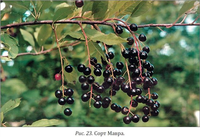 Черемуха Маака (23 фото): описание дерева, плодов и коры. Съедобны ли ягоды? Амбер бьюти и другие сорта в ландшафтном дизайне, высота черемухи