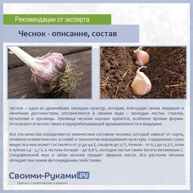 Чеснок Парус: описание и характеристика сорта, выращивание и уход с фото
