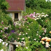 Дачный форум: дача, сад, огород, цветы.