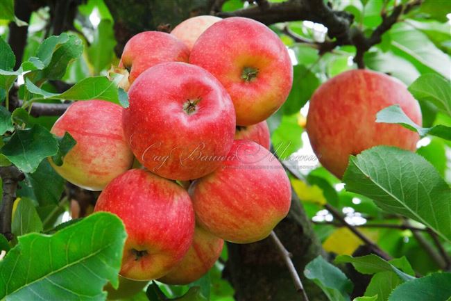 Яблоня колонновидная Августина — описание сорта и фото