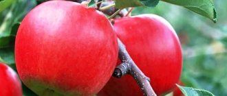 Многие яблони не переносят сильных холодов. Поэтому селекционеры трудятся над выведением новых сортов. Некоторые полукультурные сорта отлично подходят для
