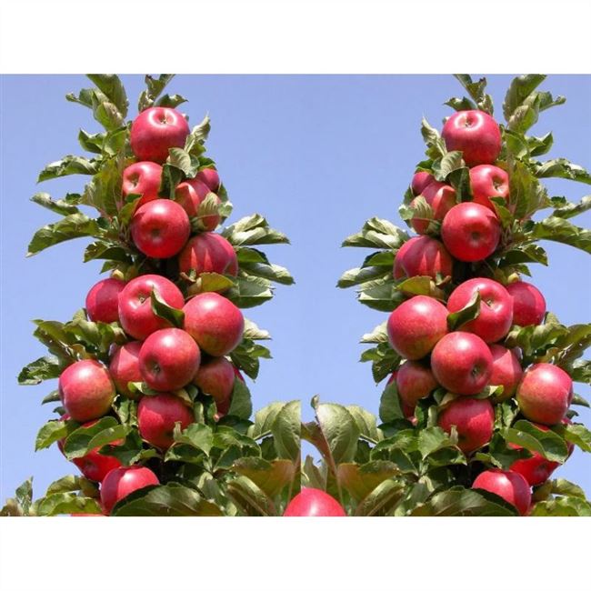 Описание сорта яблони Алые паруса: фото яблок, важные характеристики, урожайность с дерева
