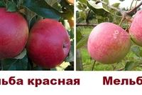 Описание сорта яблонь Мельба: Характеристики и отзывы
