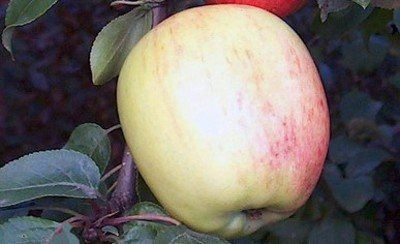 Описание сорта яблони Аркадик: фото яблок, важные характеристики, урожайность с дерева