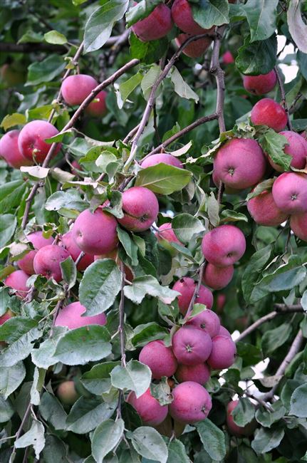 Аркаим — сорт растения Яблоня