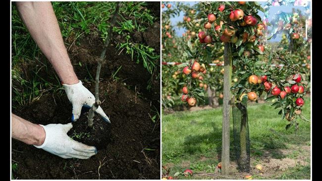 Особенности посадки и ухода за яблоней сорта Баяна