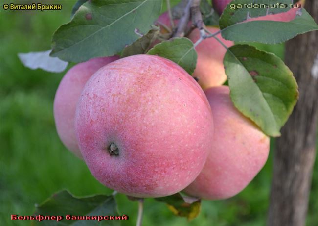 Описание сорта яблони Бельфлер башкирский: фото яблок, важные характеристики, урожайность с дерева