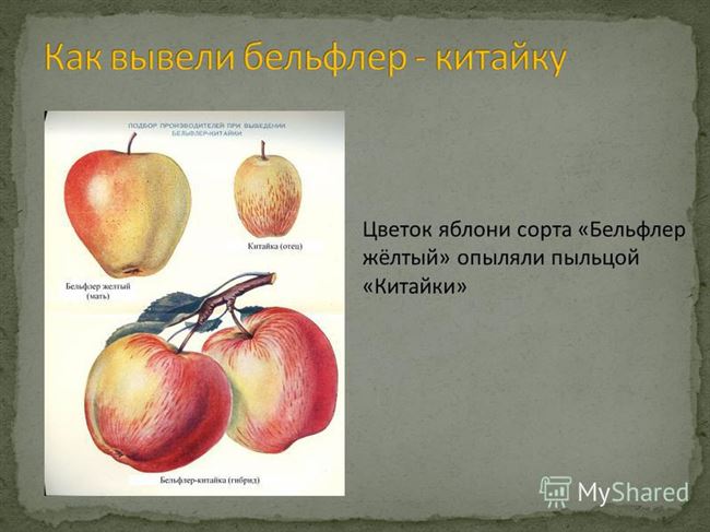 Яблоня китайка Бельфлер — описание сорта, фото, отзывы — Журнал «Совхозик»