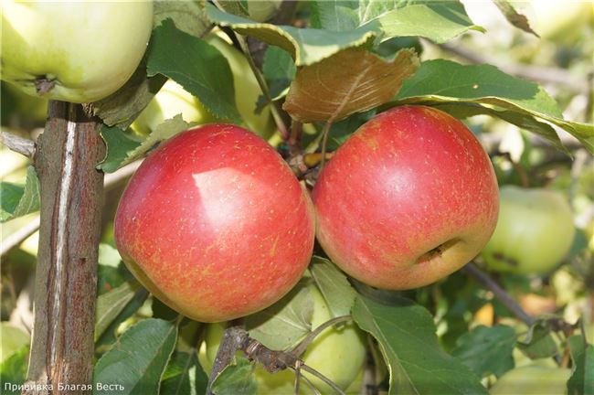 Описание и характеристики сорта яблонь Благая весть, посадка и выращивание