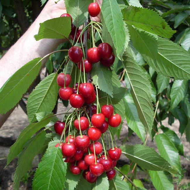 Вишня (Prunus cerasus L.) — ТатНИИСХ ФИЦ КазНЦ РАН