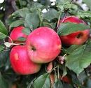 Описание сорта яблони Благая весть: фото яблок, важные характеристики, урожайность с дерева