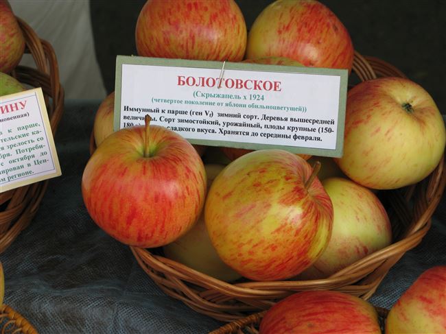 Устойчивая к парше яблоня Болотовское: описание, фото