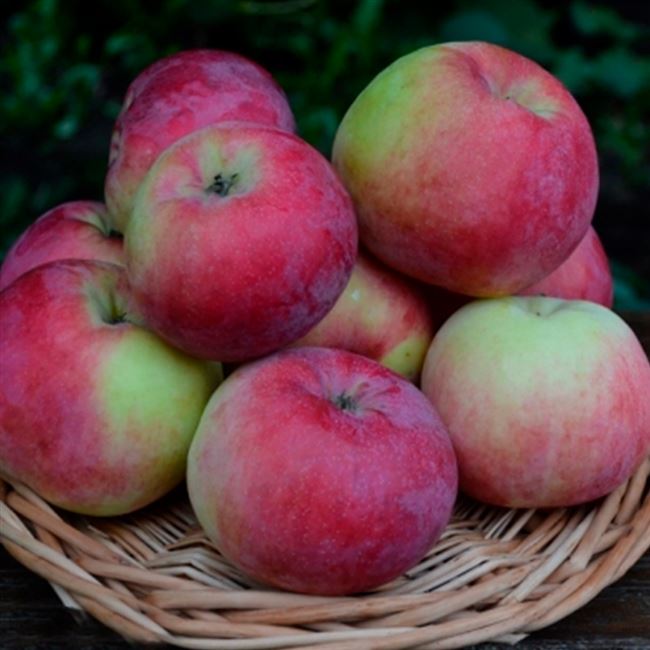Сорт яблони Брянское – описание, фото, отзывы