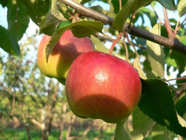 Вид плодовой культуры: Яблоня, сорт: ВАВИЛОВСКОЕ. Подробное описание, характеристики, достоинства и недостатки.