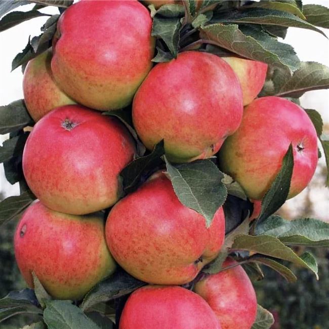 Сорт яблони Валюта (колоновидная яблоня): фото, отзывы, описание, характеристики.