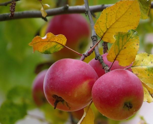 Василиса — сорт растения Яблоня