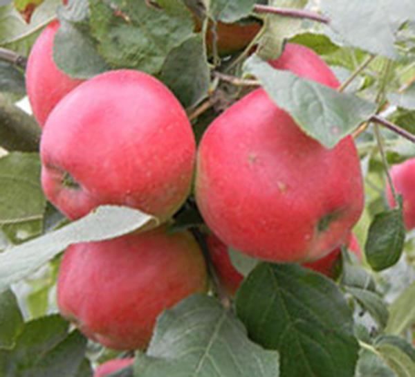 Сорт яблонь Веньяминовское — любимец садоводов