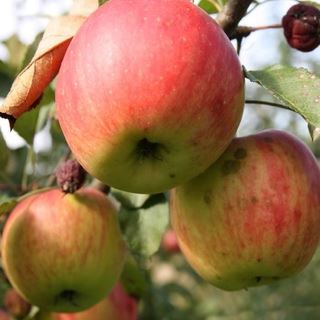 Еще в конце 1970-х были получены иммунные сорта яблонь, что очень облегчило жизнь садоводам. Яблоням иммунных сортов не страшны парша, мучнистая роса, цитоспороз и ржавчина. Иммунитет к этим болезням заложен в них