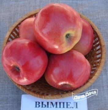 Сорт яблони Вымпел — основные преимущества
