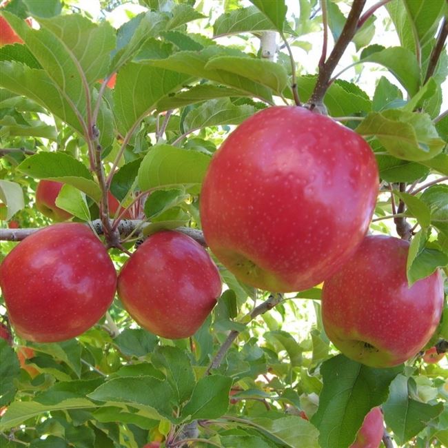 Сорта яблони домашней — Википедия