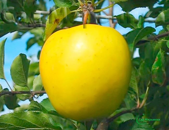Описание сорта яблони Голден делишес: фото яблок, важные характеристики, урожайность с дерева