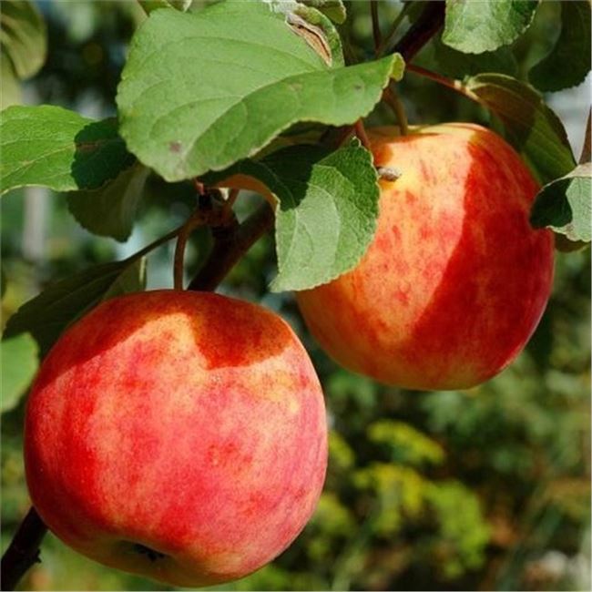 Летняя яблоня Горнист: описание, фото