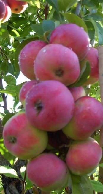 Любимый сорт в Сибири — яблоня Горноалтайская