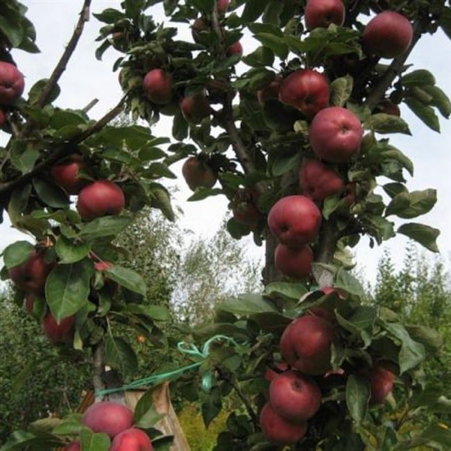 Сорта колоновидных яблонь: фото, названия, описание, отзывы, характеристика