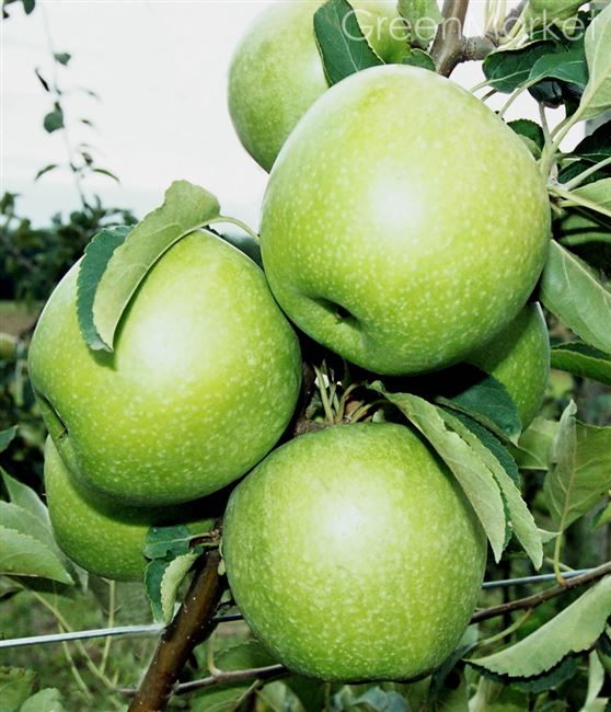 Яблоки Гренни Смит — описание сорта и калорийность