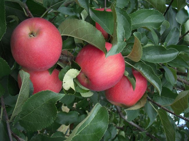 Старинный русский сорт яблок, которому уже 200 лет. В Америке хотели его улучшить, но так и не сумели