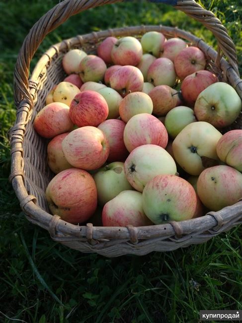 Сорт яблони Дарёна: урожай для варенья и сладостей