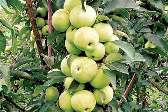 Яблоня колоновидная Диалог: описание сорта, особенности выращивания, отзывы. Прививка яблонь весной для начинающих
