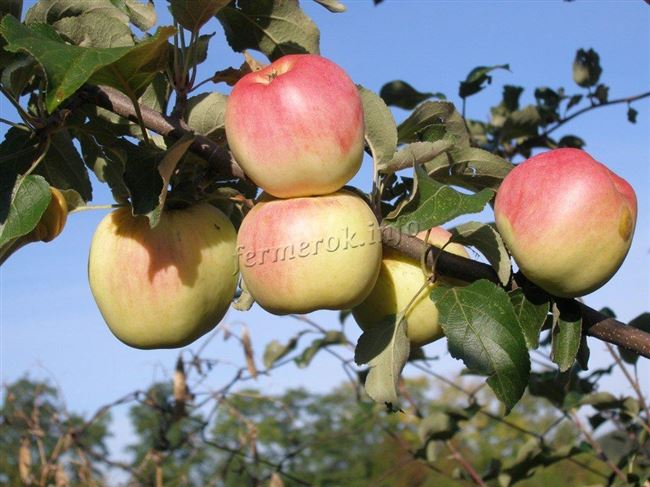 Описание сорта яблони Ермаковское горное: фото яблок, важные характеристики, урожайность с дерева