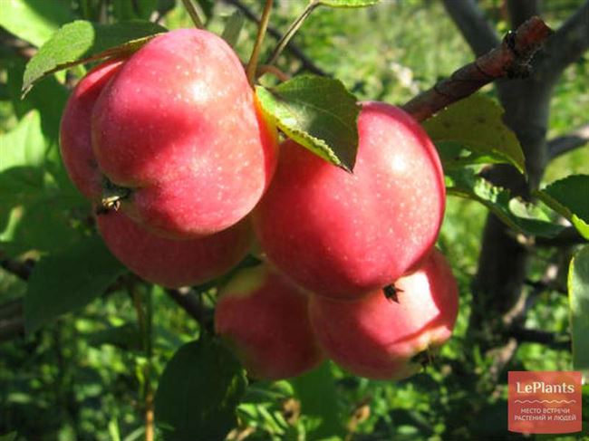 Описание сорта яблони Жар-птица: фото яблок, важные характеристики, урожайность с дерева