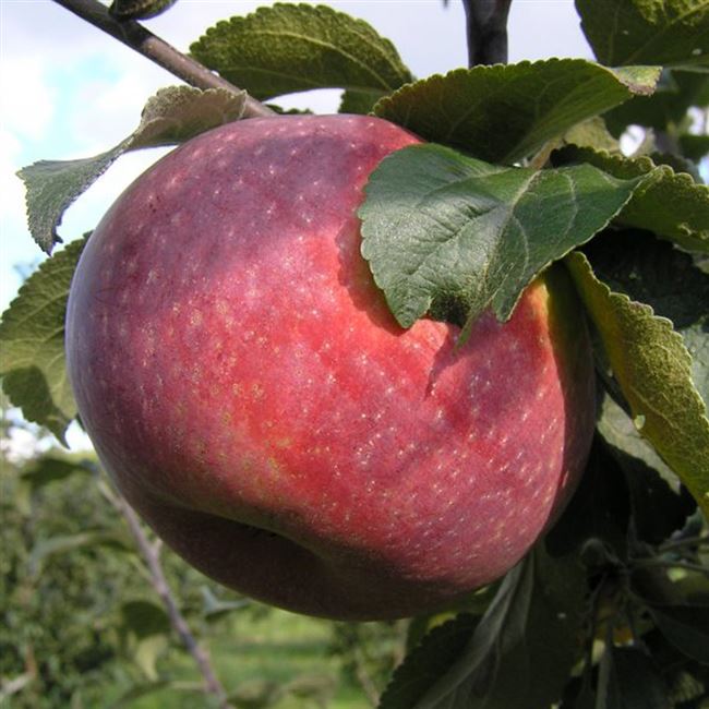 Яблоня ранняя Желанное — описание сорта, фото