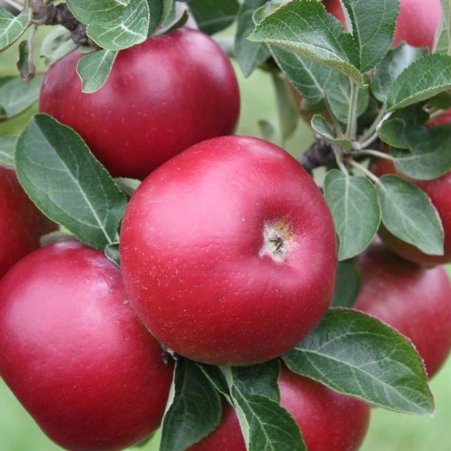 Высокоурожайная яблоня Эрли Женева: описание сорта