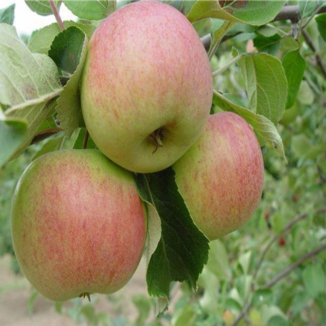 Яблоня Здоровье