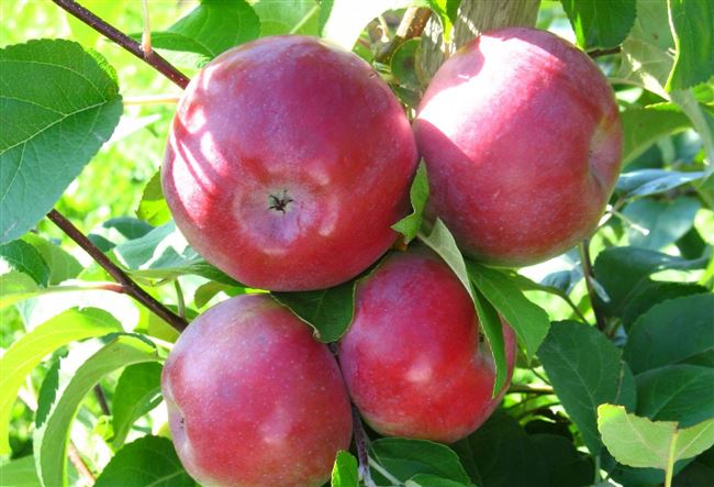 Описание сорта яблони Лобо: фото яблок, важные характеристики, урожайность с дерева